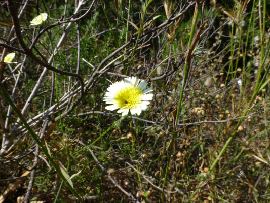 Leontodon species (Corsica)