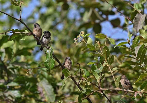Lonchura cucullata (Spermestes c) - Bronze Munia (Bronze Mannikin)