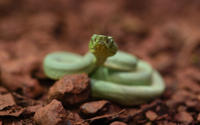 Bothriopsis bilineata bilineata - Groene Boomlanspuntslang (Papegaaislang)