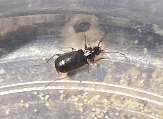 Badister collaris - Veenstompkaak