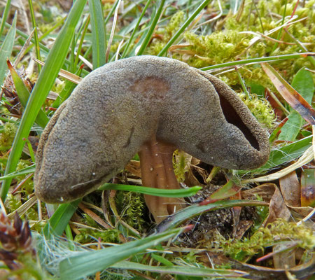 Helvella queletii - Grote schotelkluifzwam