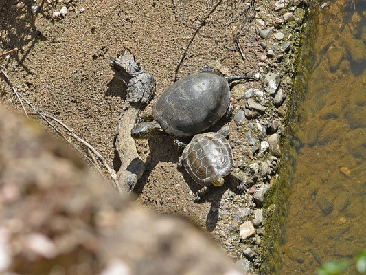 Europese Moerasschildpad en Moorse Beekschildpad