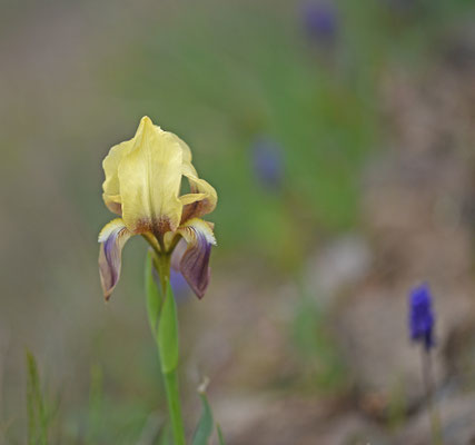 Iris suaveolens