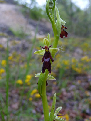 Ophrys insectifera - Vliegenophrys