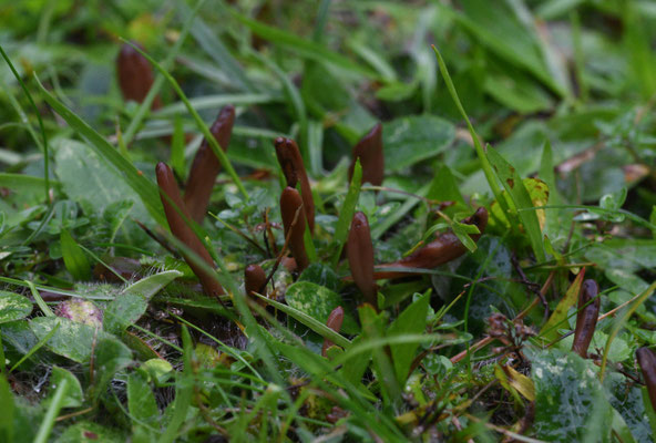 Microglossum rufescens - Bruine aardtong