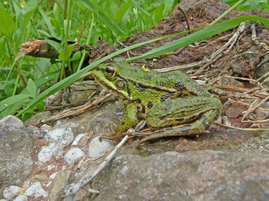 Pelophylax shqipericus - Albanese poelkikker