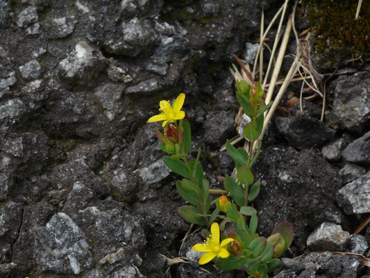 Hypericum humifusum - Liggend hertshooi