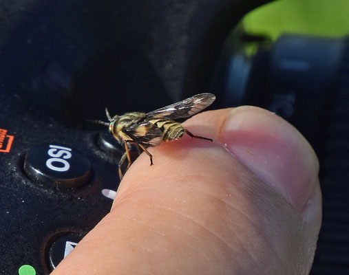 Chrysops relictus - Goudoogdaas