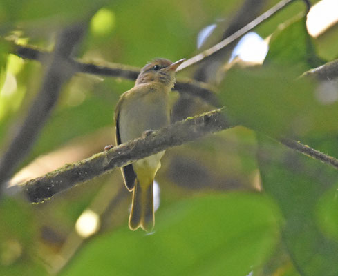 Buff-cheeked Greenlet