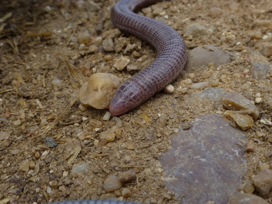 Blanus cinereus (Moorse wormhagedis)