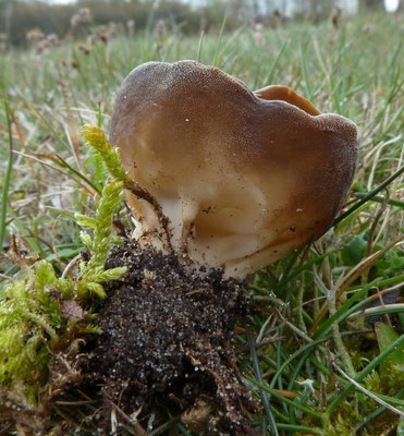 Helvella acetabulum - Bokaalkluifzwam