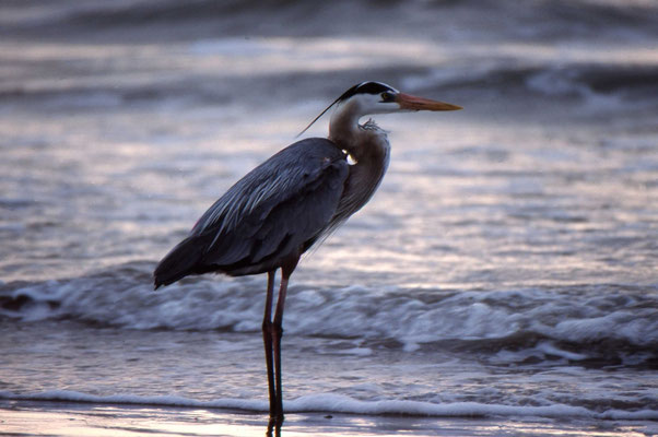 Great blue Heron