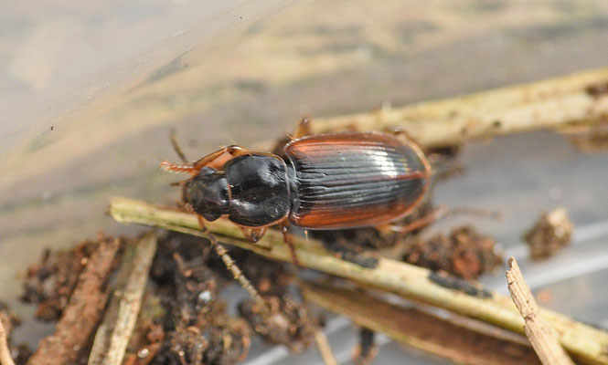 Stenolophus mixtus - Zwarthalsglansloper