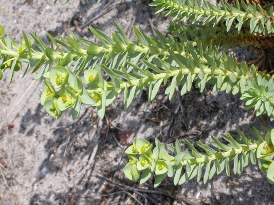 Euphorbia paralias - Zeewolfsmelk