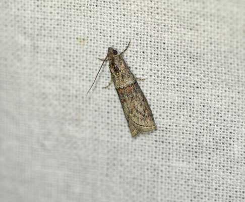 Nephopterix angustella - Kraagvleugelmot