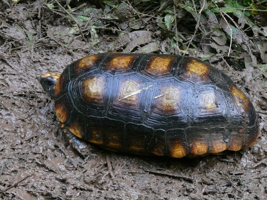 Chelonoidis denticulata - Yellow-footed Tortoise