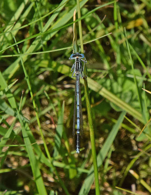 Blauwe breedscheenjuffer (Platycnemis pennipes)