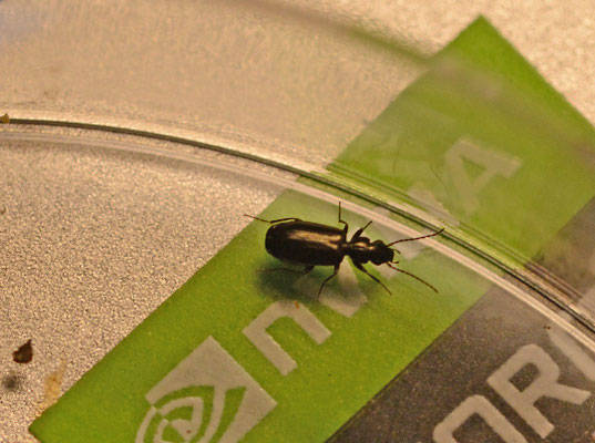 Syntomus foveatus - Bronzen dwergloper