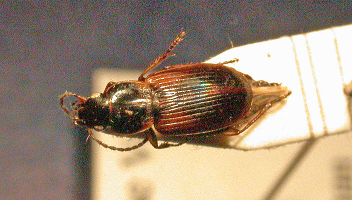 Stenolophus mixtus