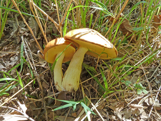 Suillus mediteranensis (Peloponnesos)