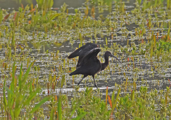 Zwarte ibis