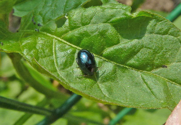 Plagiodera versicolora - Rond griendhaantje