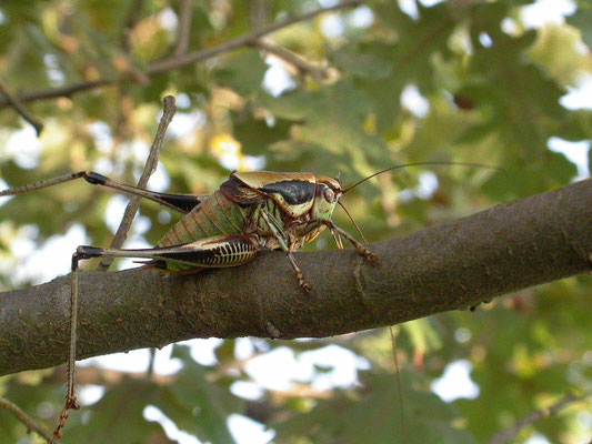 Eupholidoptera chabrieri