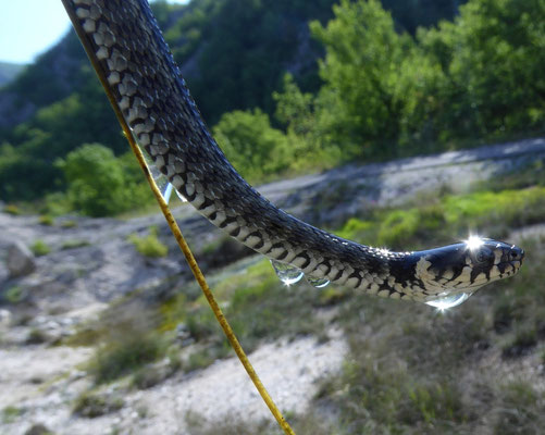 Ringslang (Natrix natrix)