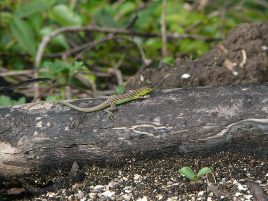 Cnemidophorus lemniscatus - Rainbow Whiptail