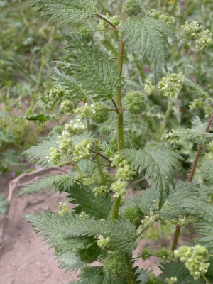 Urtica pilulifera