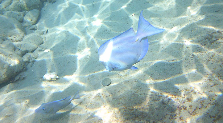 Acanthurus coeruleus