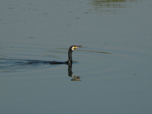 Grote aalscholver