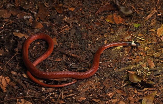 Pseudoboa coronata - Bos Boastaartslang