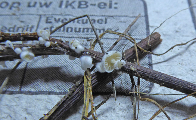 Crepidotus epibryus - Klein oorzwammetje