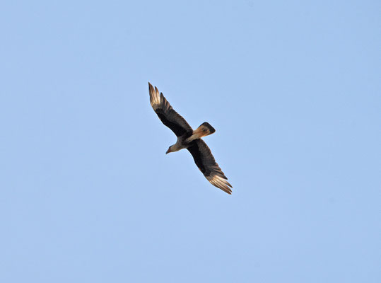 Crested Caracara