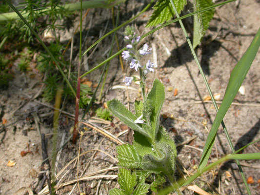 Veronica officinalis - Mannetjesereprijs