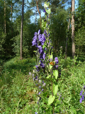 Aconitum variegatum - Bonte monnikskap