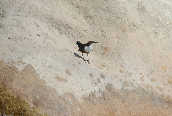 Waterspreeuw ssp aquaticus