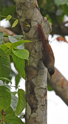 Lineated Woodcreeper