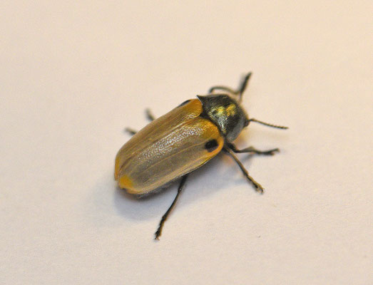 Lachnaia sexpunctata