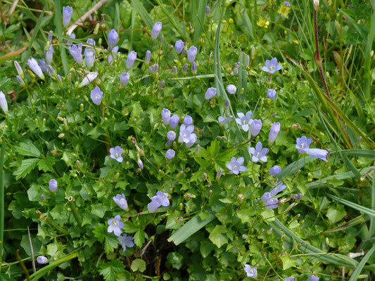 Wahlenbergia hederacea - Klimopklokje