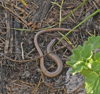 Hazelworm