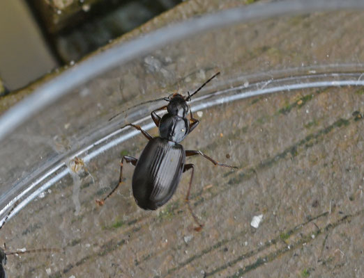 Agonum fuliginosum - Moerassnelloper