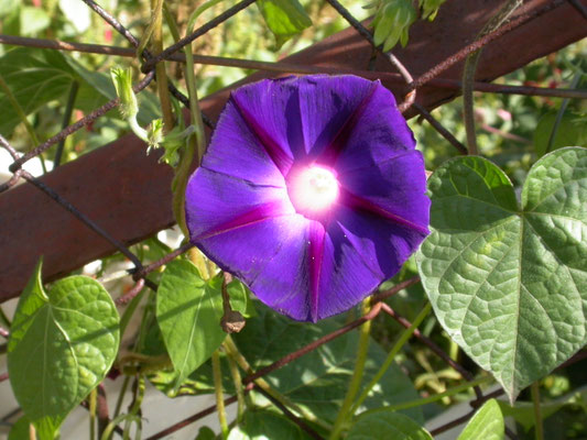 Ipomoea purpurea - Dagbloem