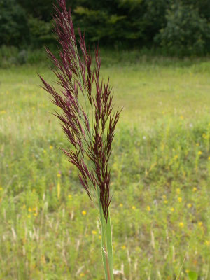 Phragmites australis - Riet