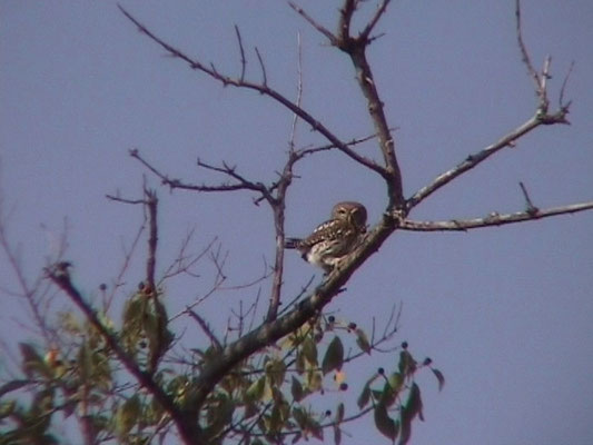 Pearly-spotted Owlet