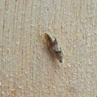 Epinotia brunnichana - Witvlekoogbladroller