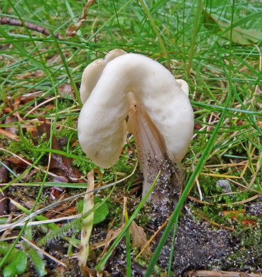 Helvella lactea - Melkwitte kluifzwam