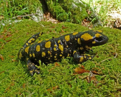 Salamandra corsica