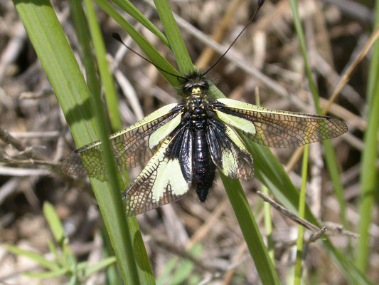 Libelloides coccajus - Vlinderhaft